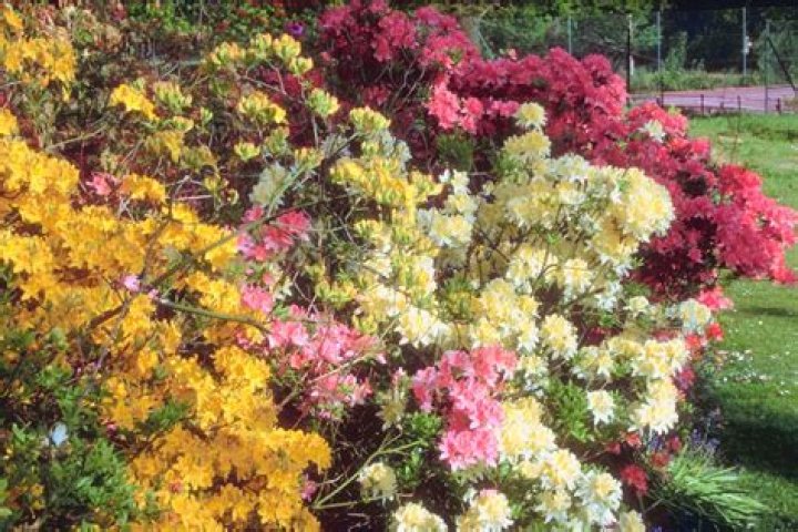 Are any azaleas deer resistant?