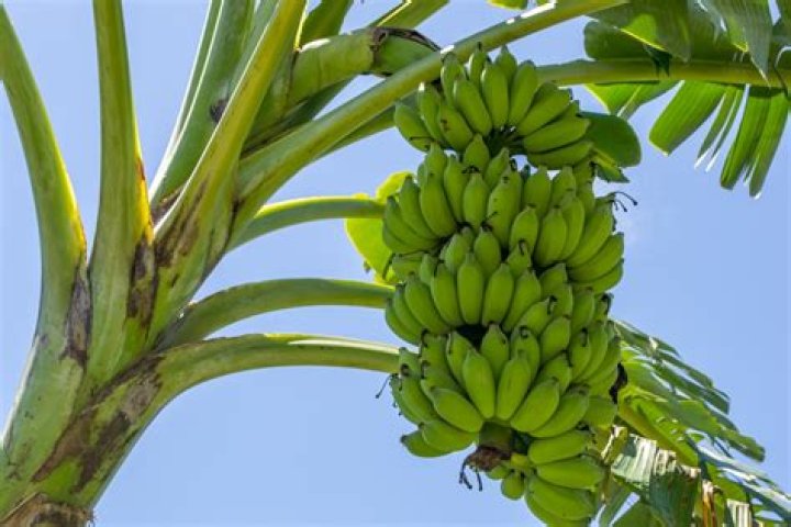 Are bananas native to Florida?