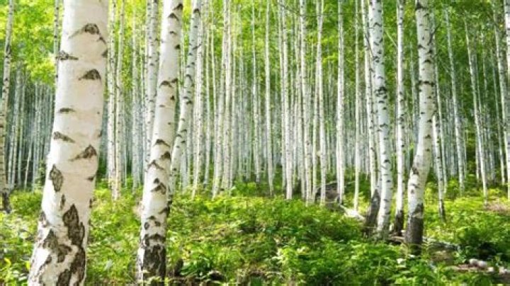 Are birch trees rare?