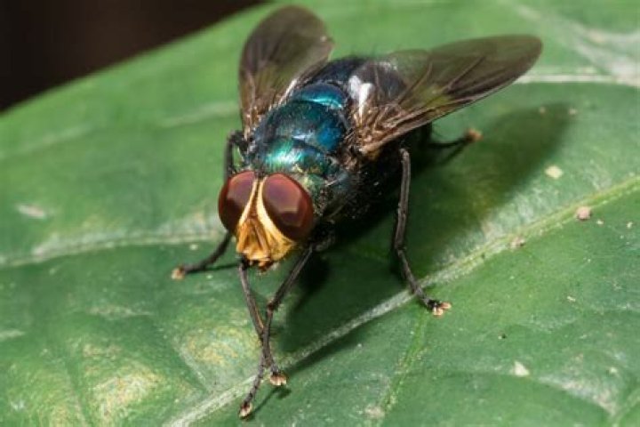 Are blowflies dangerous?