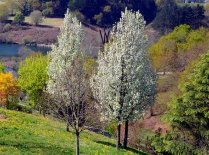 Are capital pear trees deciduous?