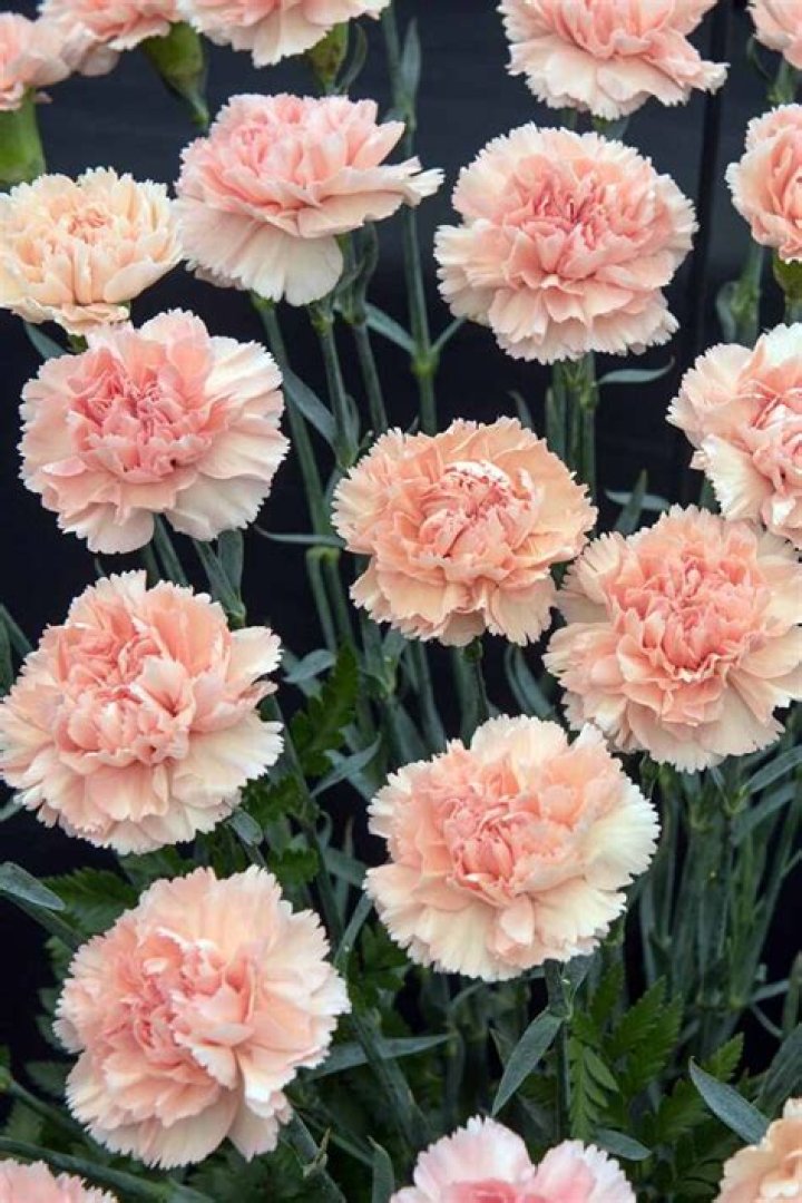 Are carnations considered cheap?