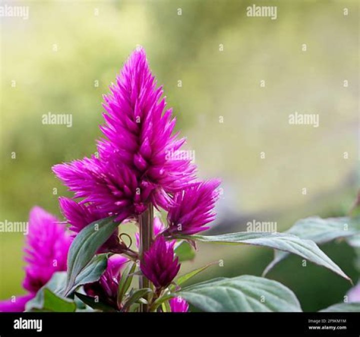 Are celosia flowers edible?