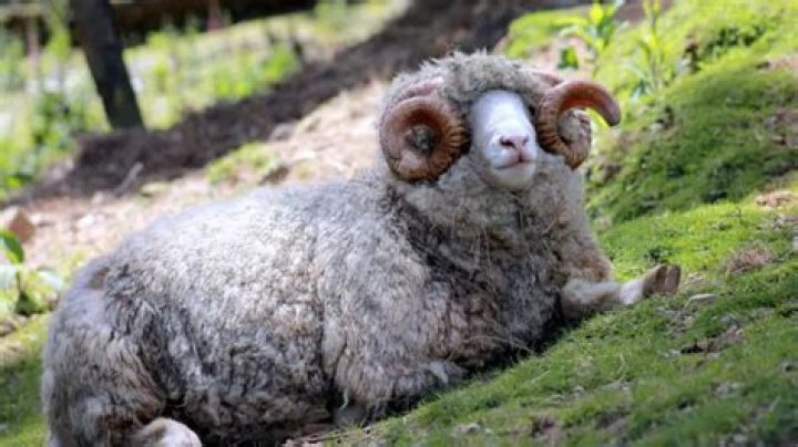 Are Dorset sheep good for meat?