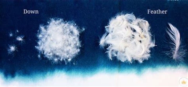 Are down and feathers the same thing?