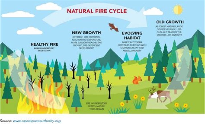 Are fires good for forests?
