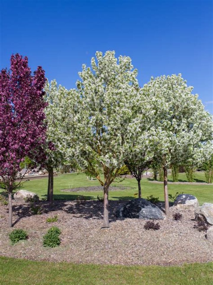 Are flowering crabapple trees deer resistant?