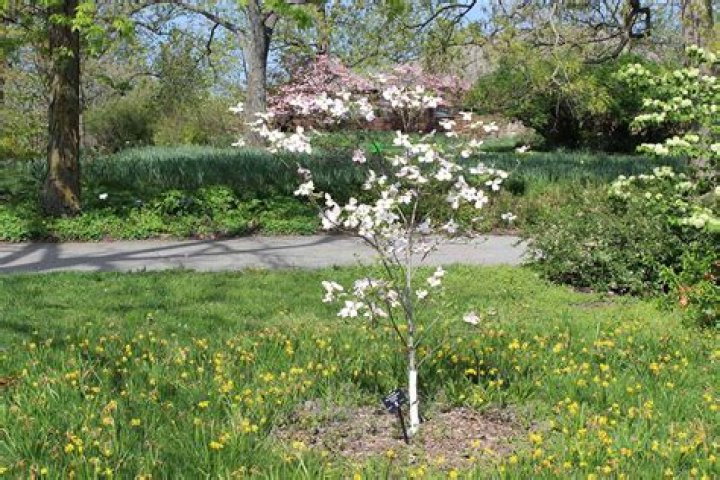 Are flowering dogwood trees deer resistant?