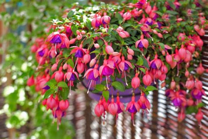Are fuchsias Evergreen?