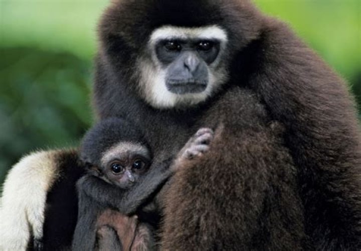 Are Gibbons monkeys?