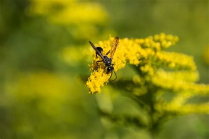 Are grass carrying wasps dangerous?