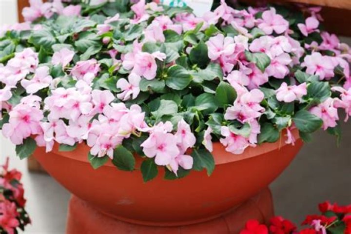 Are impatiens low maintenance?