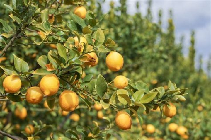 Are lemons native to Australia?