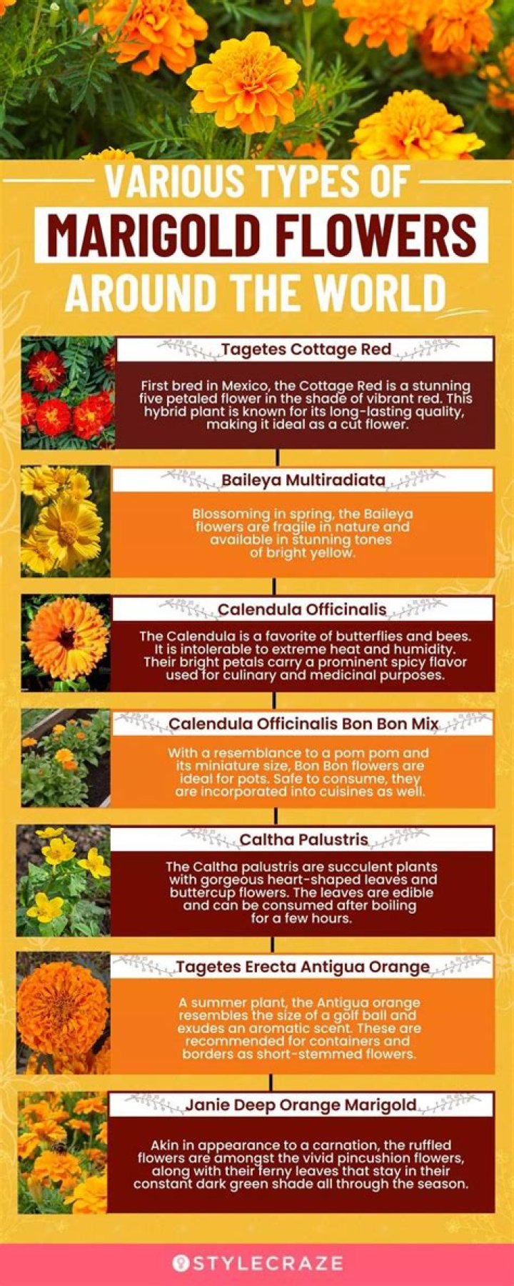 Are marigolds chrysanthemums?