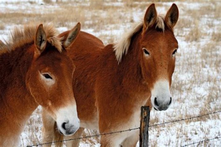 Are mules dangerous?