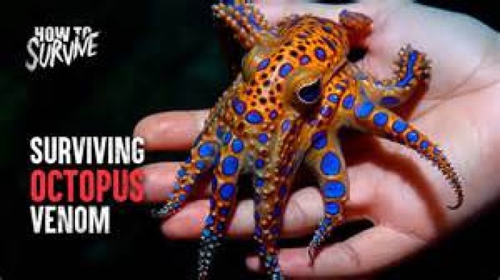 Are octopuses evil?