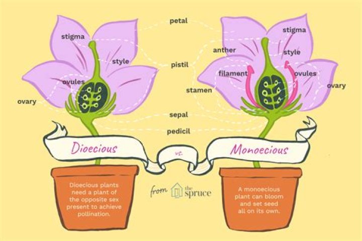 Are orchids Monoecious or dioecious?