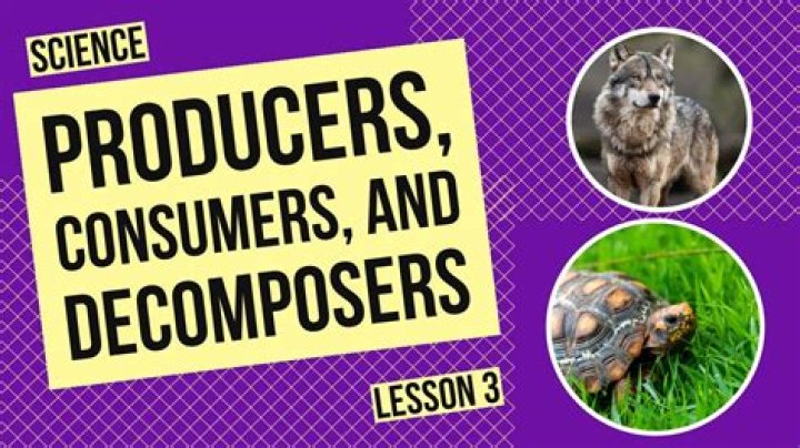 Are protists decomposers consumers or producers?