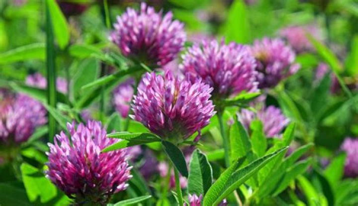 Are purple clover flowers poisonous?