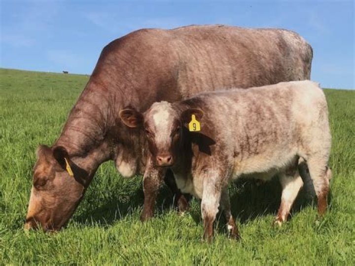 Are Shorthorn Cattle good mothers?