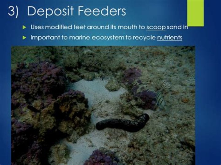 Are snails deposit feeders?