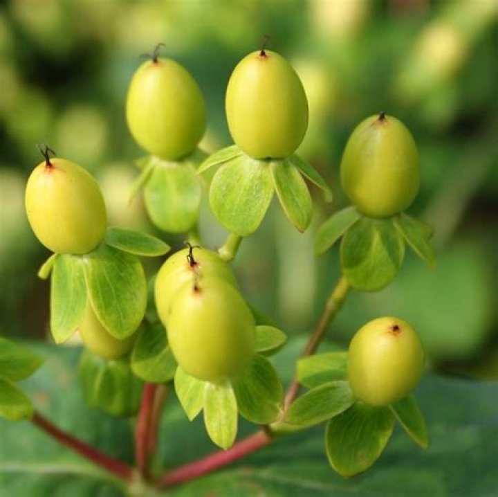 Are St John's wort berries edible?