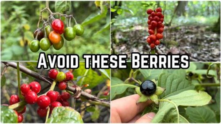 Are St John's wort berries poisonous to humans?