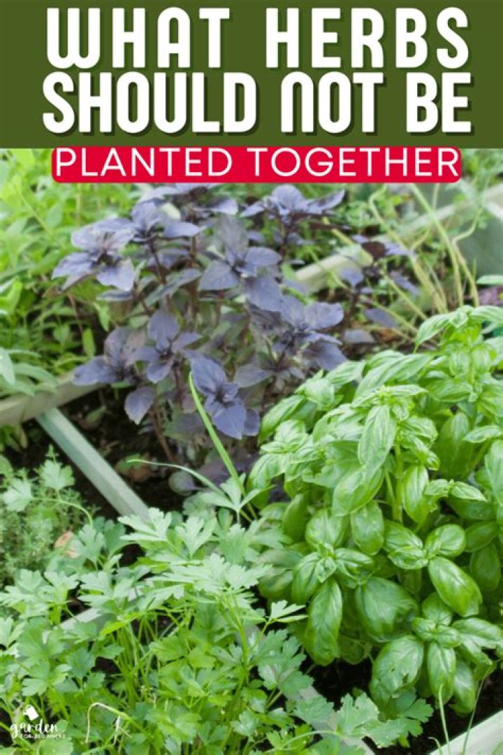 Are there any herbs that should not be planted together?