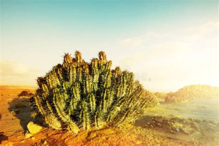 Are there cactus in the Sahara Desert?