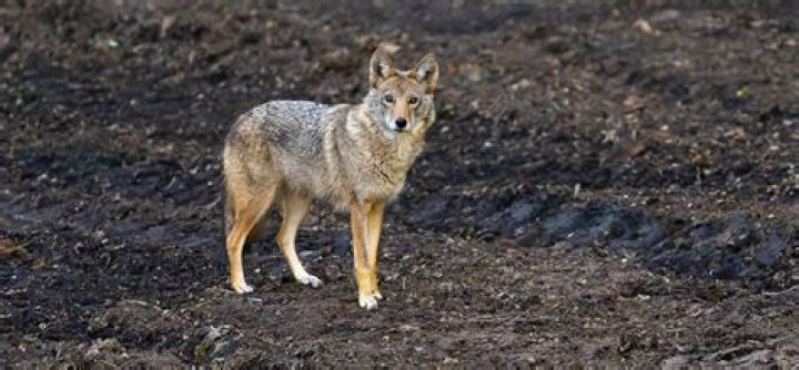 Are there coyotes in upstate New York?