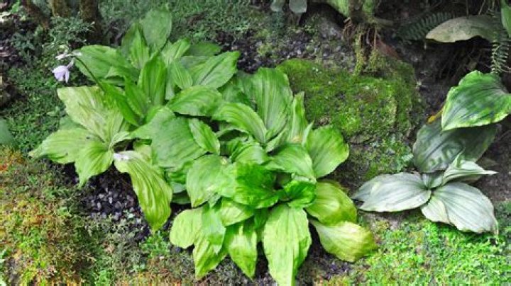 Are there dwarf hostas?