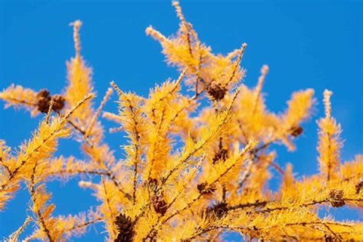 Are there larch trees in Colorado?