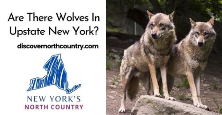 Are there wolves in upstate NY?
