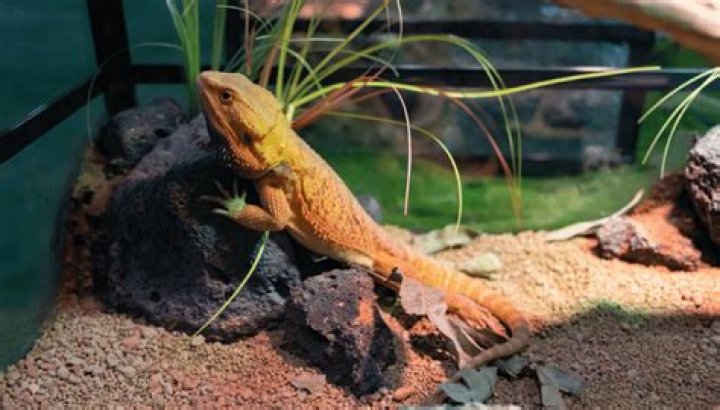 Can a reptile tank be used for fish?