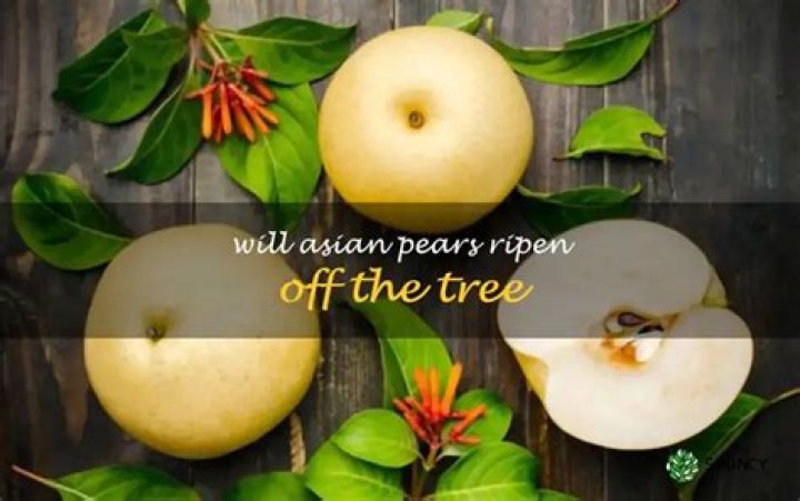 Can Asian pears ripen off the tree?