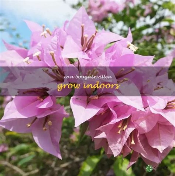Can Bougainvillea grow indoors?