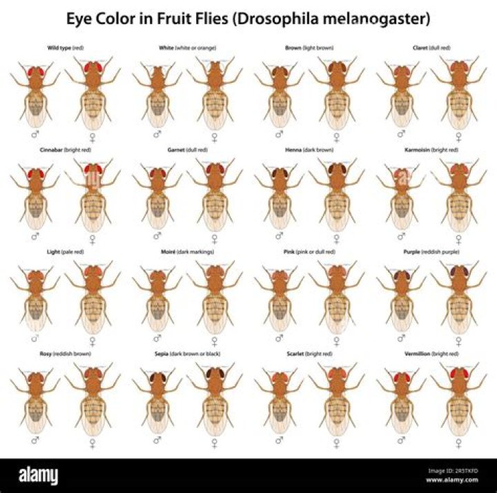 Can fruit flies see color?