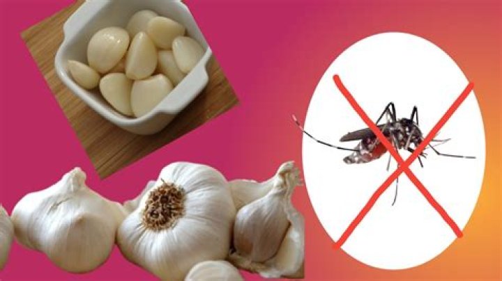 Can garlic get rid of mosquitoes?