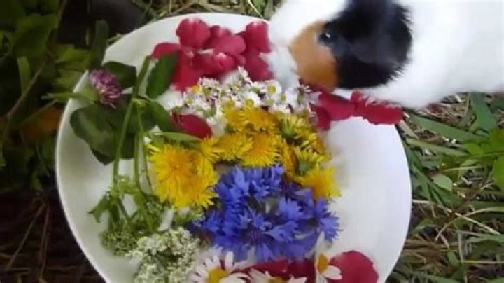 Can guinea pigs eat clovers flowers?