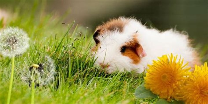 Can guinea pigs eat dandelion flowers?