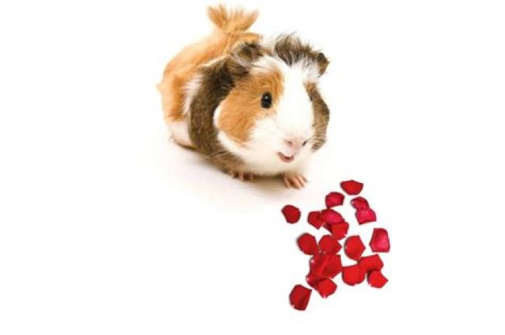Can guinea pigs eat rose petals?