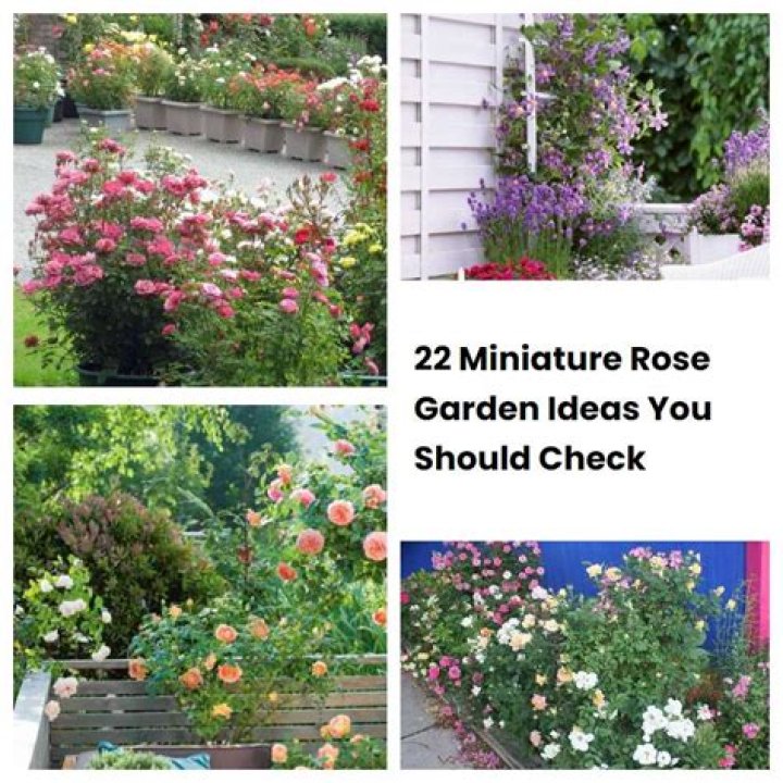Can I plant my mini roses outside?