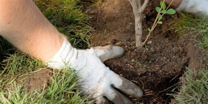 Can I plant trees in summer?