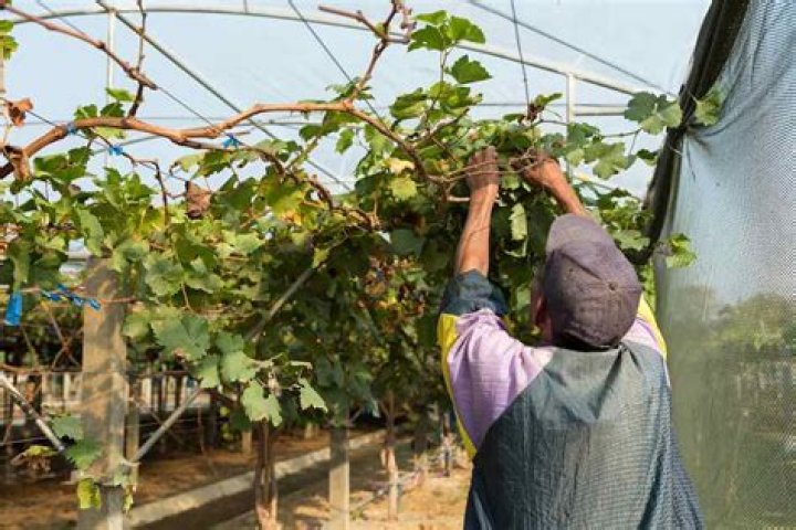 Can I prune grape vines in May?