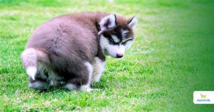Can I put oatmeal in my dog's bath?