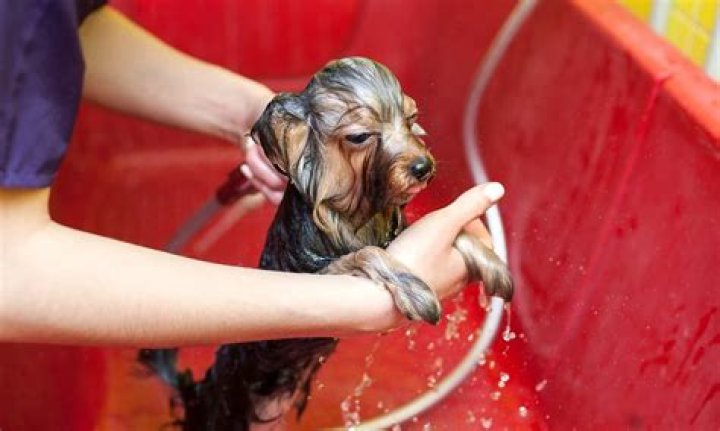 Can I use human shampoo on dogs?