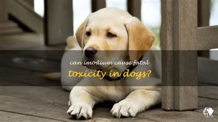 Can Imodium kill a dog?