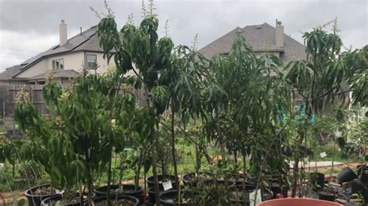Can mango trees grow in Houston?