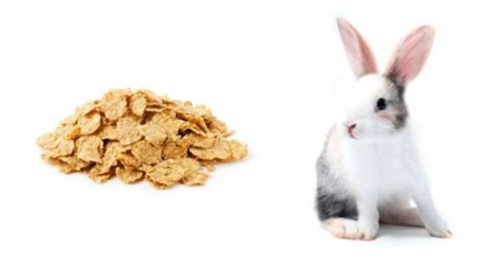 Can rabbits eat cereal?