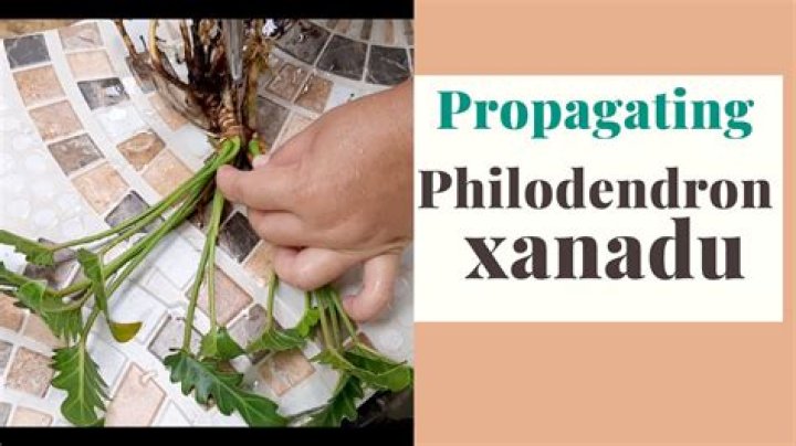 Can you divide Xanadu plants?